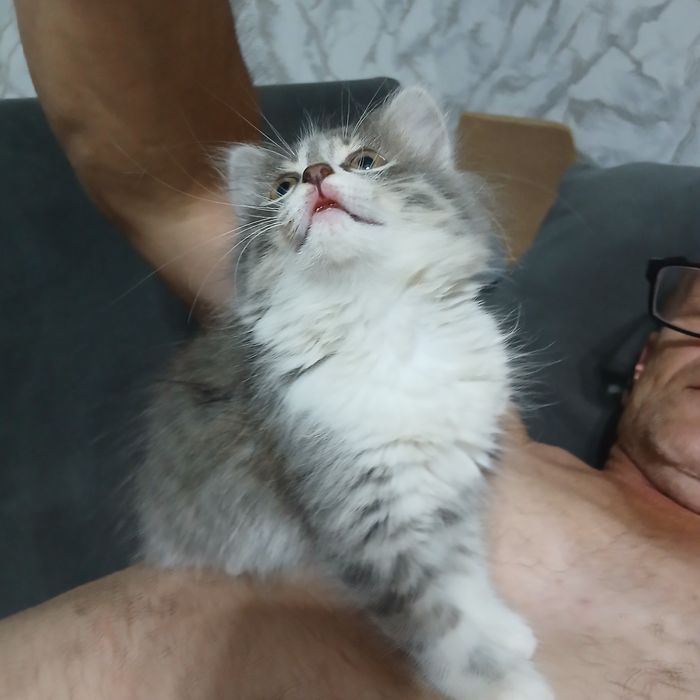 Отдам в добрые  руки девочку шотланку
