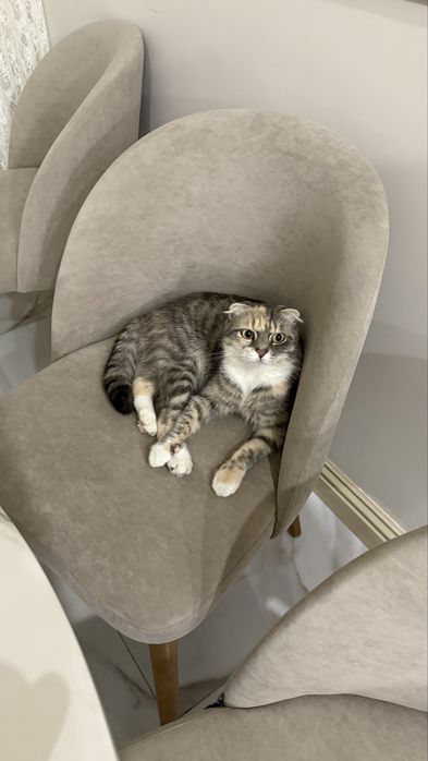 Шотландская вислоухая кошечка