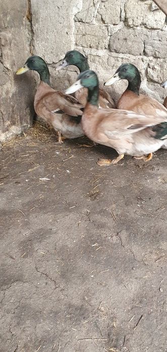 Vânt rățoi khakhi champall