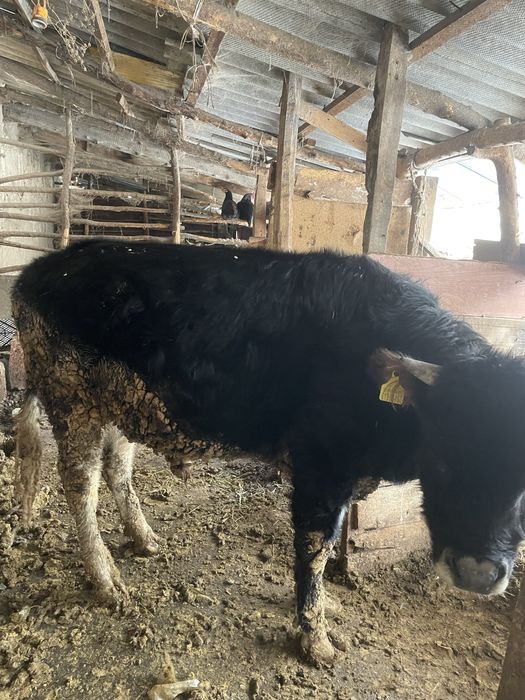 Продам срочно быка торг