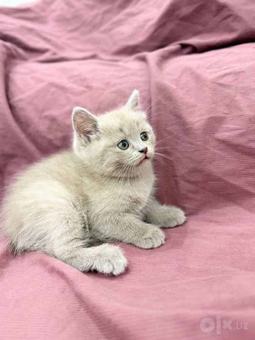 Продаются котята породистые мальчики 1,5 мемяца