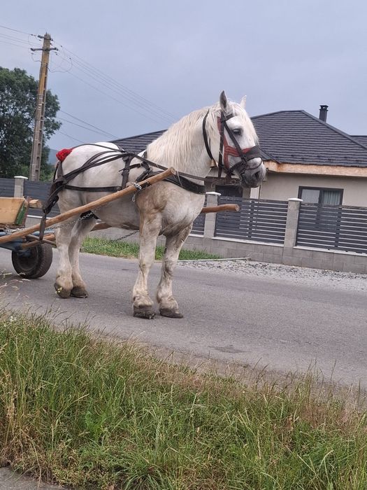 Vand harmasar de 7 ani
