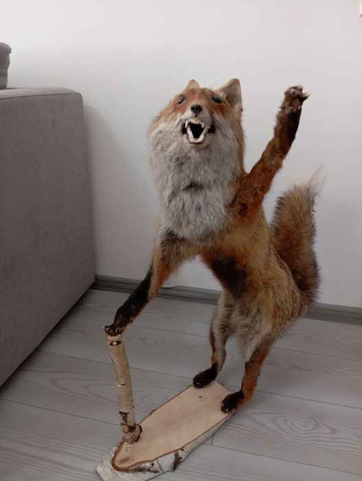 Препарирана лисица