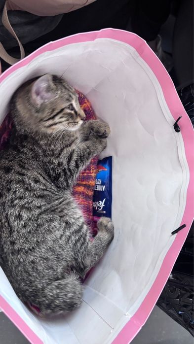 Маленький котенок