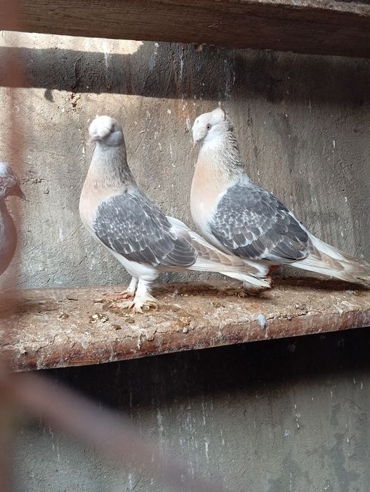 Голуби турецкая такла