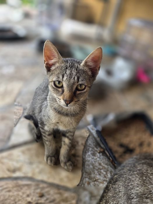 Adoptie 3 pisici
