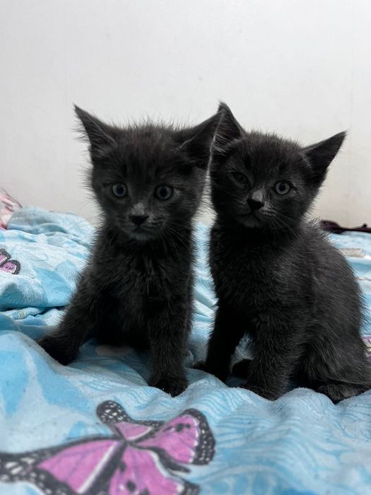 Отдам котят в добрые руки