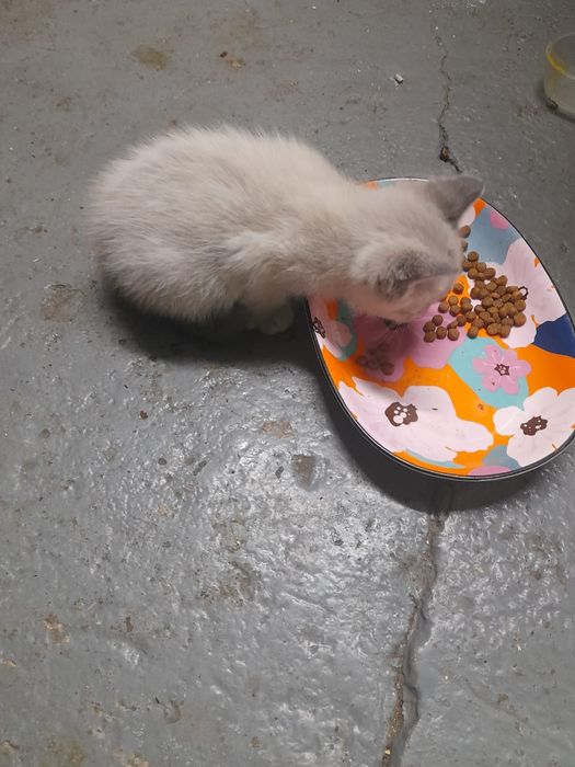 Котенка в добрые руки