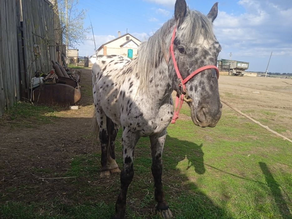 Жеребец продается