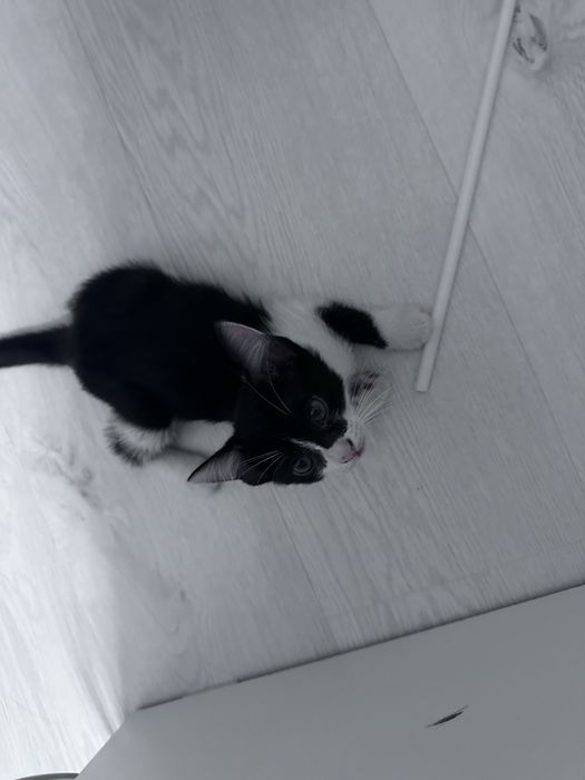 Котята бесплатно