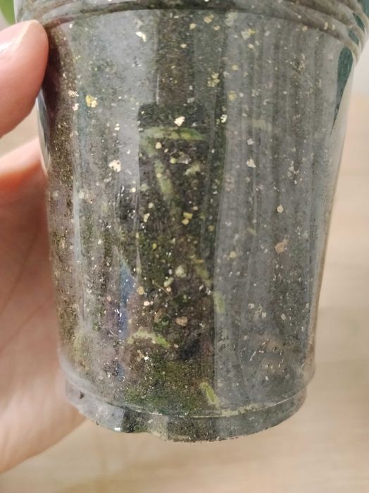 Монстера Альба 5000тг