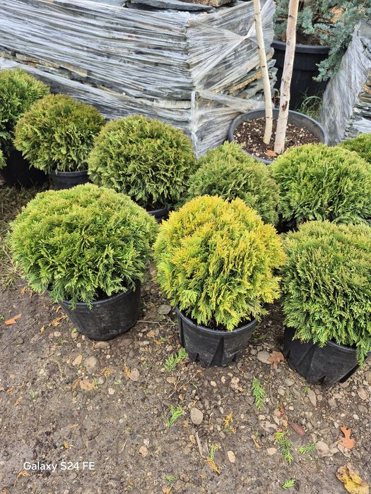 Prunus  laur englezesc  pothinia