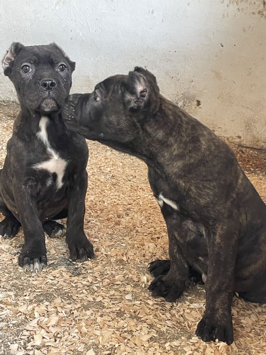 Итальянский кане корсо