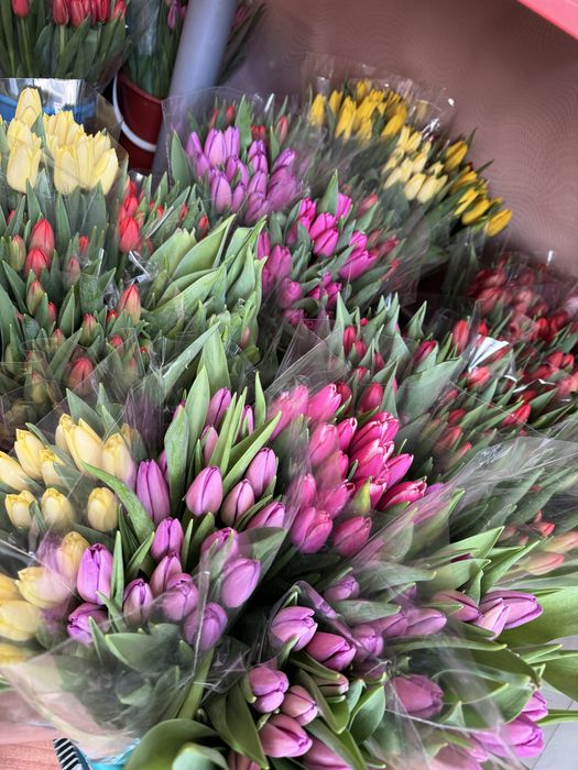 Тюльпаны оптом костанай