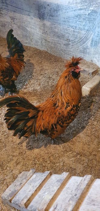 Продам петухов павловское золото