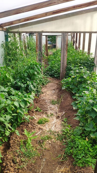 Продам дачу в Коянды