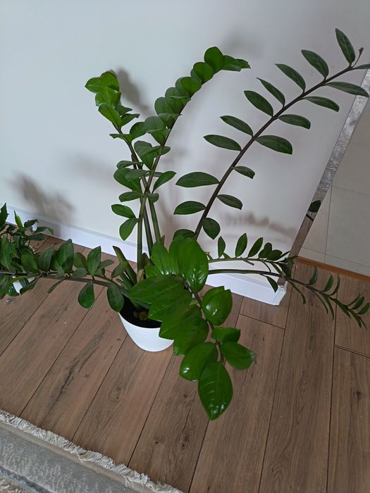 Цветы доллар обьемные