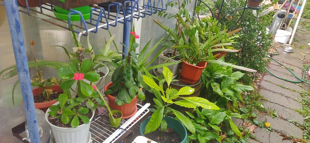 продавам Авокадо, дръвче и други цветя