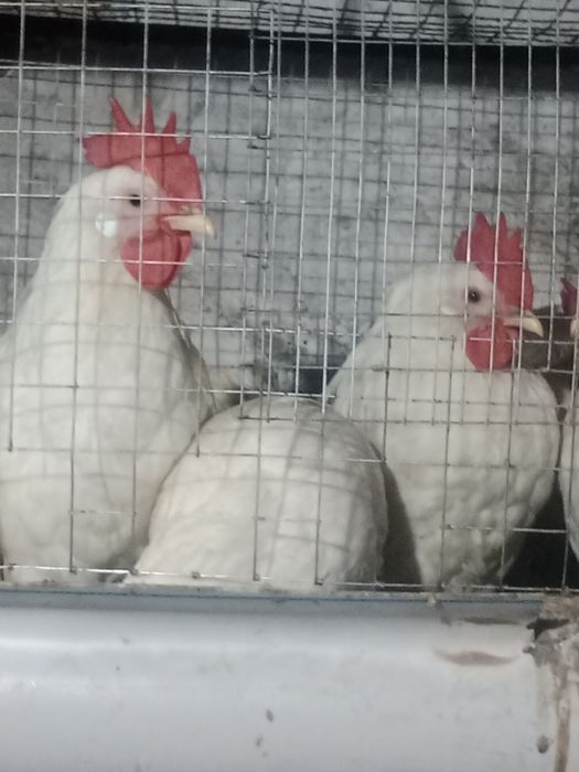 Петушки Легорн стандарт