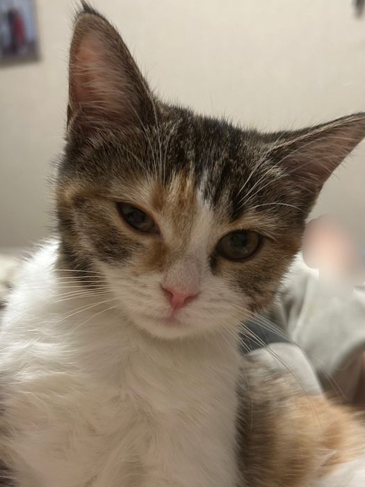 СРОЧНО отдам кошку