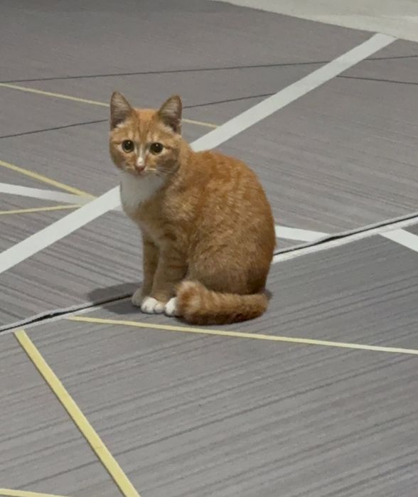 Отдам котенка даром
