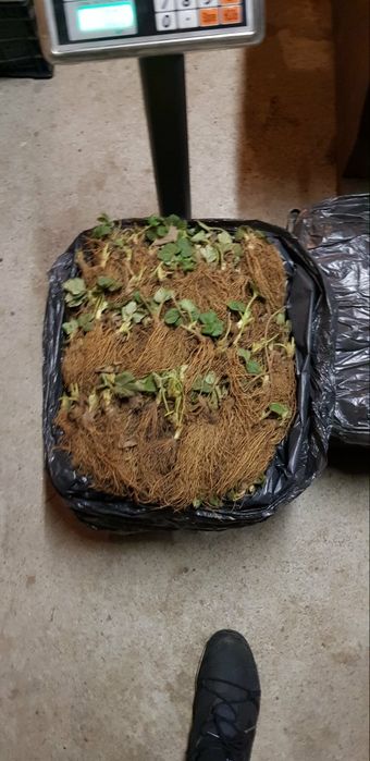 Разсад ягоди - алба , априка , клери