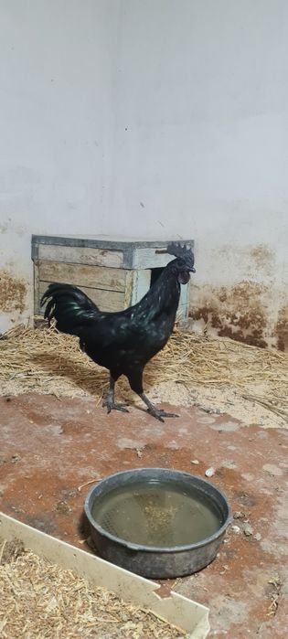 Продам семью курей аям ценами