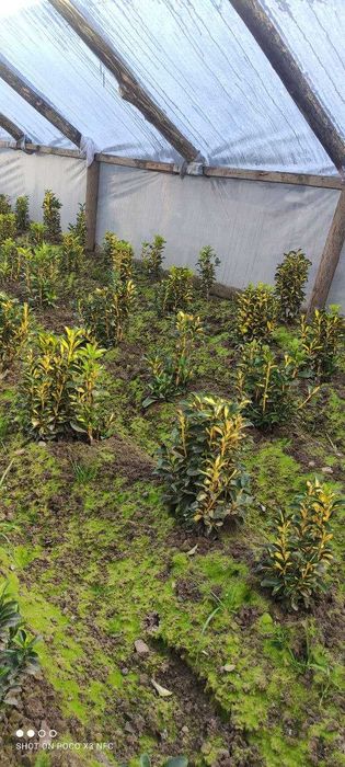 Оптом цены! бересклет выращенные с любовью дедушкой садовником