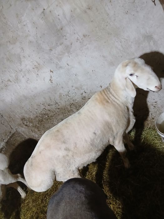 Кучкор сотилади зоти авгон живой вес 120.кг