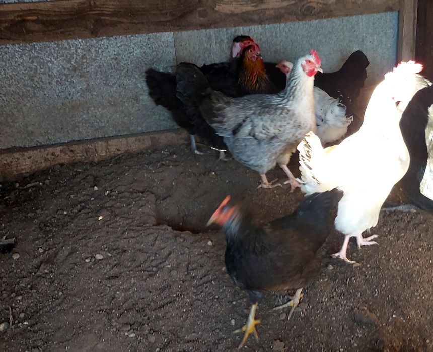 Gaini de țară de vanzare