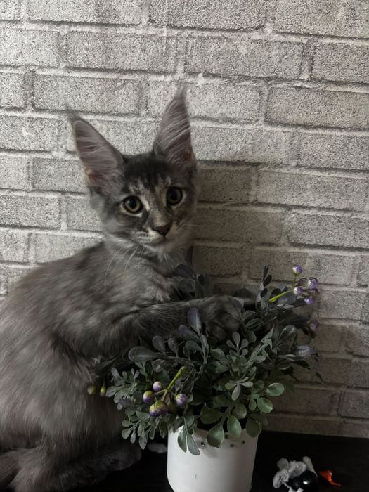 Котёнок породы Мейн-кун