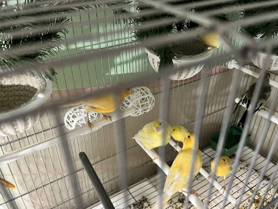 Продоются  канарейки
