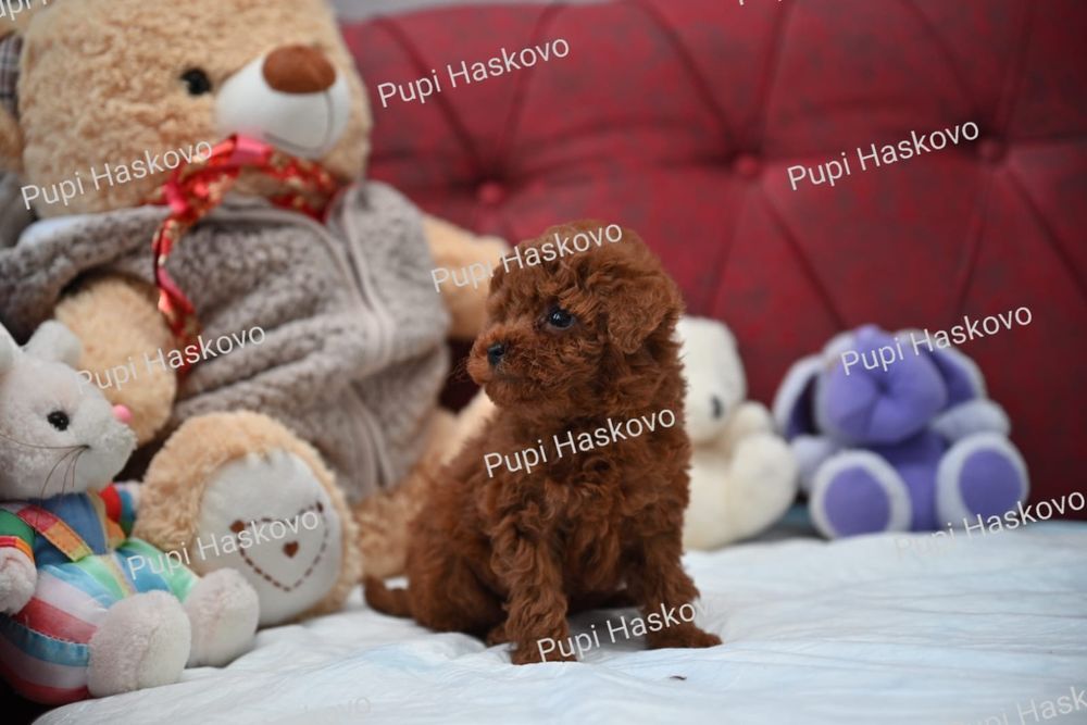 Той Пудел [toy poodle] БАБХ лицензиран развъдник