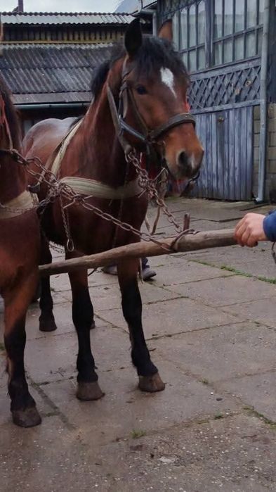 Vând armăsar,cu acte