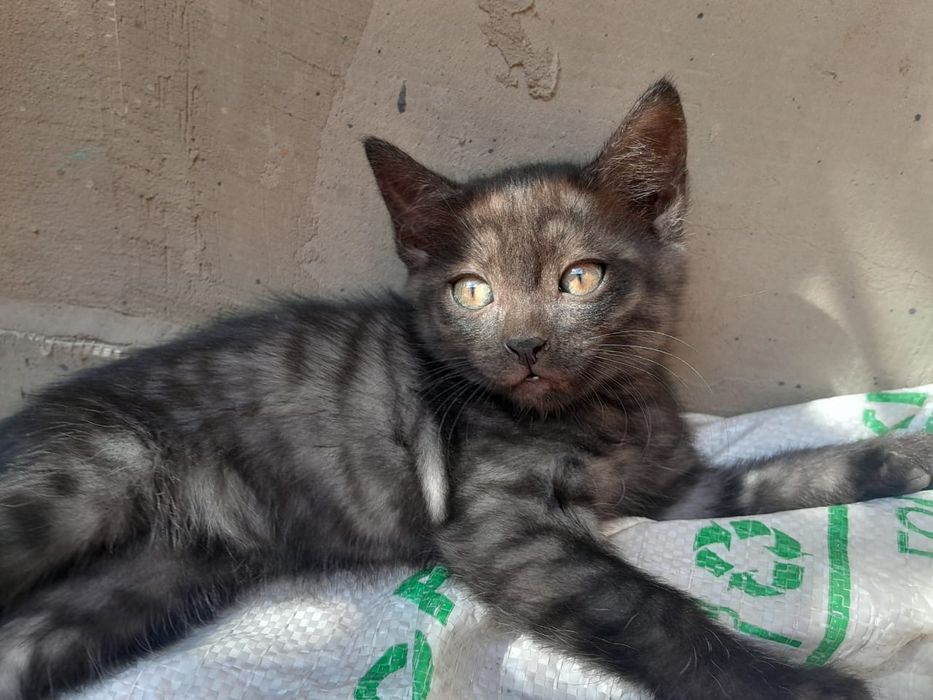 Котёнок мальчик 2 месяца
