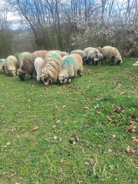 Oi tinere cu lapte de vanzare