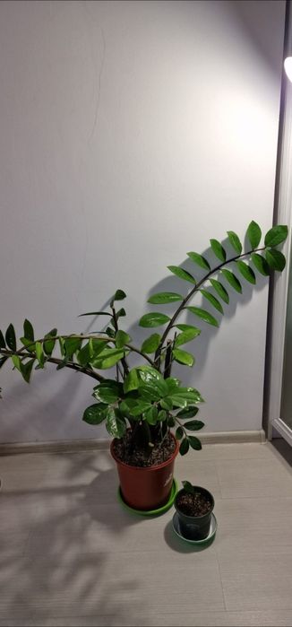 Продам комнатные цветы и горшки