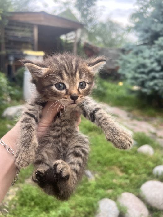 Отдам котят мышеловов