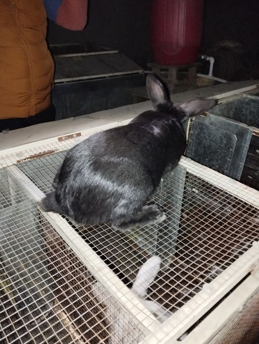 Сотилади гуштга куенлар  4-5 кг чикиб колади