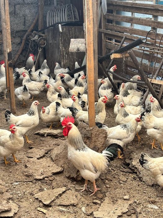 Продам породистых курей