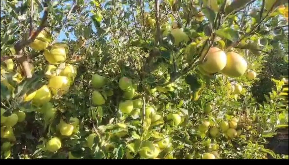 Яблоневый сад, кх