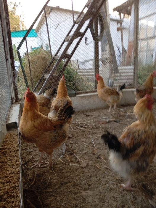 Инкубационное яйцо