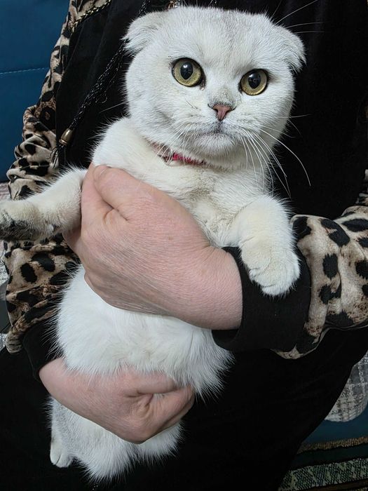 Продается Котята
