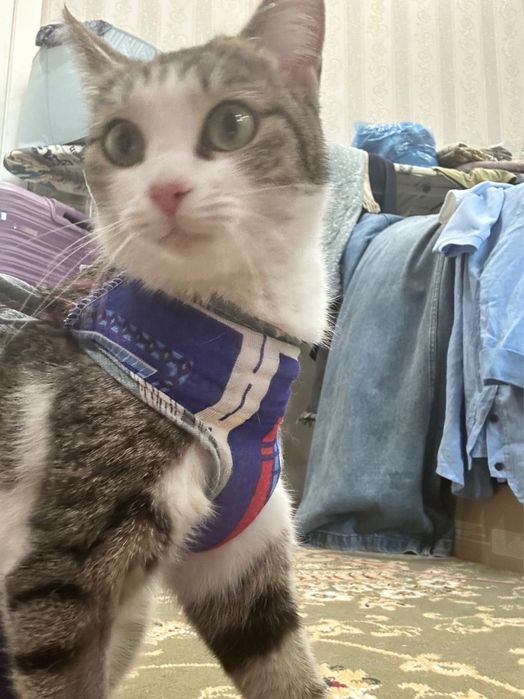 Астана! Кошка трехцветная