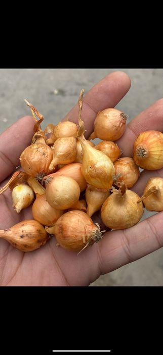 VAND ARPAGIC STUTTGARTER RIESEN 14/17 // 14/21 // 17/21 // 10/21