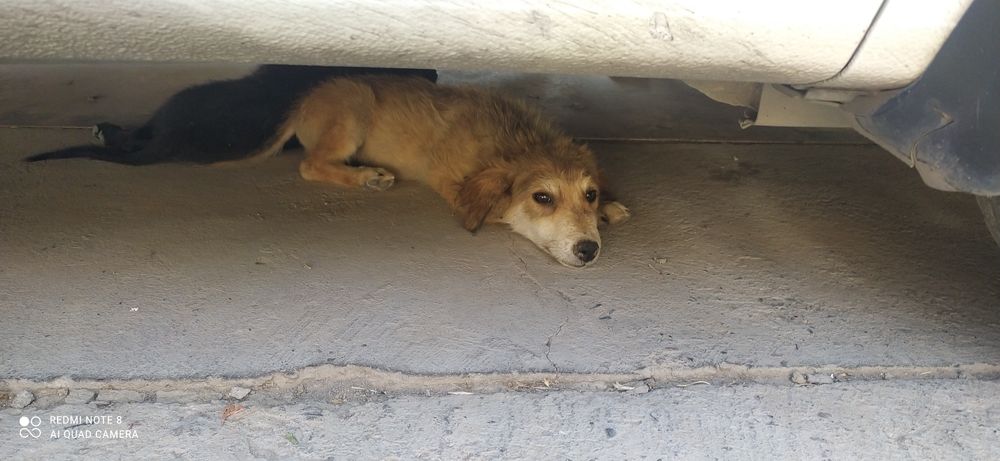 Отдам щенят в хорошие руки с отслеживанием их судьбы