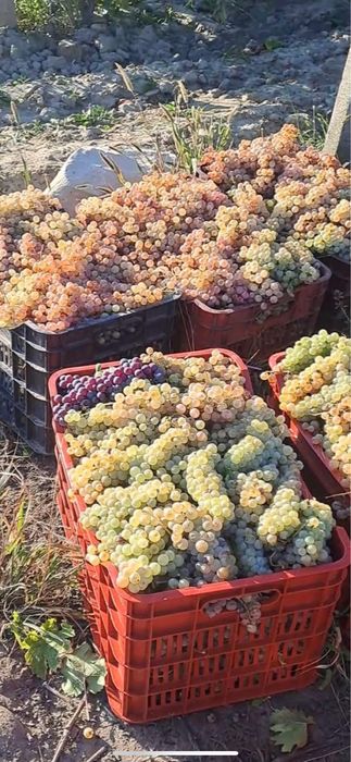 De azi suntem zilnic in zona cu strugruri de vin calitate cantitate