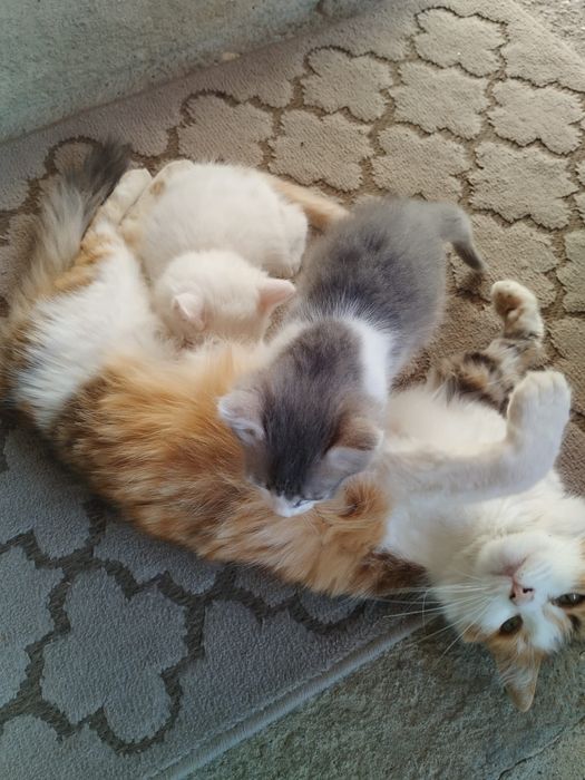 Donez pisică împreună cu puiuții ei unei familii iubitoare