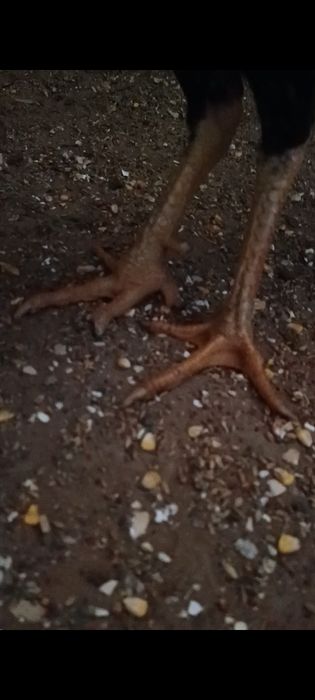 Дакан бойцовые туляк