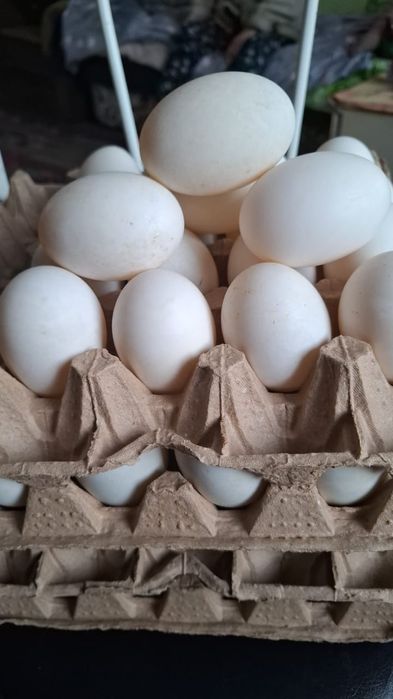 Инкубационное яйцо бройлера кобб Белоруссия